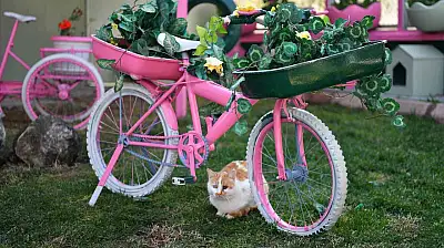 Kedi Bakım Evi örnek hizmet sunuyor