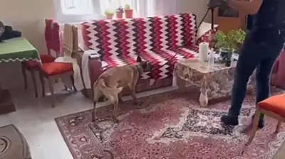 Silah tacirlerine operasyon: Çok sayıda silah ve uyuşturucu ele geçirildi