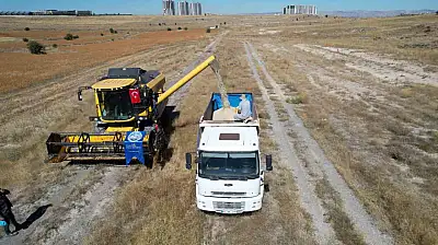 Talas'ta 300 dekarda aspir hasadı