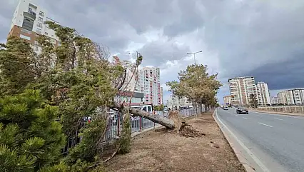 Kayseri'de şiddetli rüzgar ağacı kökünden söktü