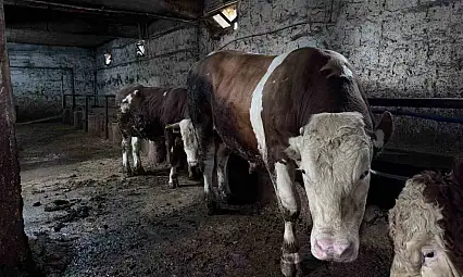 1 tonluk 'Kocaoğlan' alıcısını bekliyor