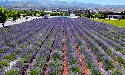 Büyükşehirin lavanta bahçesi, Erciyes manzarasıyla ziyaretçilerini büyülüyor