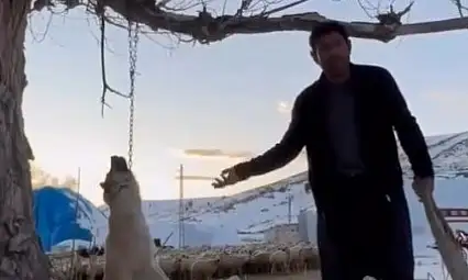 Köpeği zincirle ağaca asarak öldüren şahıs gözaltına alındı