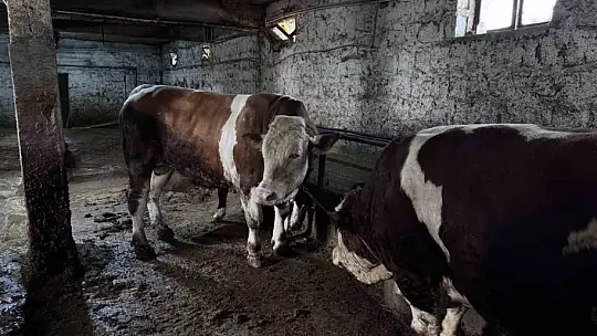 1 tonluk 'Kocaoğlan' alıcısını bekliyor