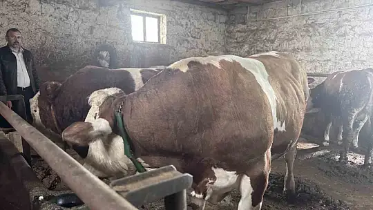 1 tonluk 'Kocaoğlan' alıcısını bekliyor