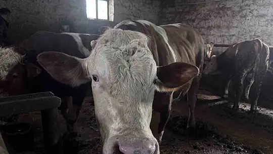 1 tonluk 'Kocaoğlan' alıcısını bekliyor