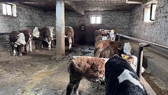1 tonluk 'Kocaoğlan' alıcısını bekliyor
