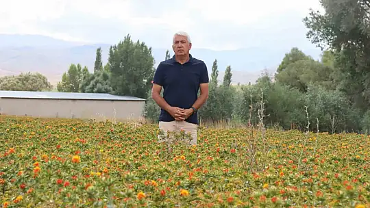 35 yıl kamuda çalıştı, emekli olunca aspir ekimine başladı
