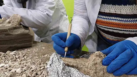 7,7 milyon yıllık tarihe ışık tutan Taşhan'da daha sonraki dönemlerde yaşayan türlerin fosilleri bulundu