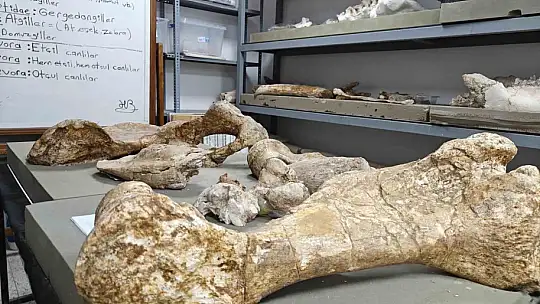 7,7 milyon yıllık tarihe ışık tutan Taşhan'da daha sonraki dönemlerde yaşayan türlerin fosilleri bulundu