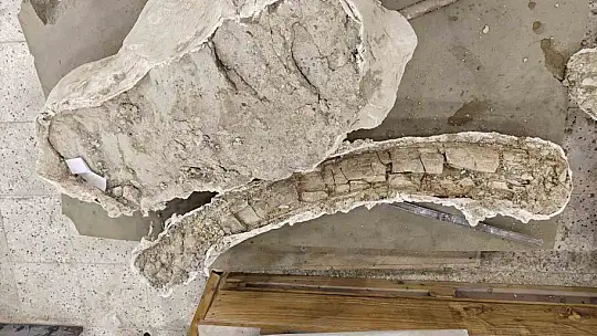 7,7 milyon yıllık tarihe ışık tutan Taşhan'da daha sonraki dönemlerde yaşayan türlerin fosilleri bulundu