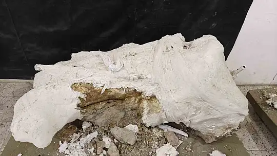 7,7 milyon yıllık tarihe ışık tutan Taşhan'da daha sonraki dönemlerde yaşayan türlerin fosilleri bulundu