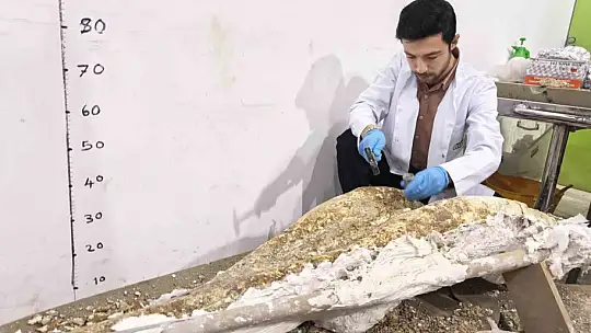 7,7 milyon yıllık tarihe ışık tutan Taşhan'da daha sonraki dönemlerde yaşayan türlerin fosilleri bulundu