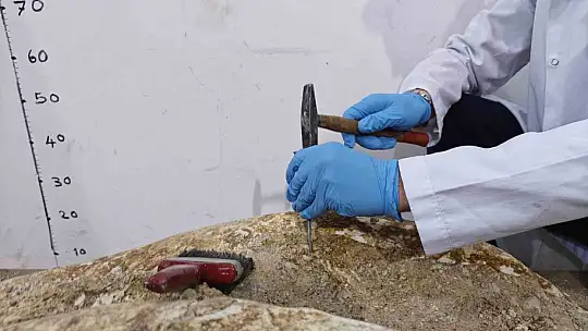 7,7 milyon yıllık tarihe ışık tutan Taşhan'da daha sonraki dönemlerde yaşayan türlerin fosilleri bulundu