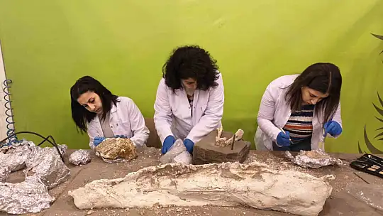 7,7 milyon yıllık tarihe ışık tutan Taşhan'da daha sonraki dönemlerde yaşayan türlerin fosilleri bulundu