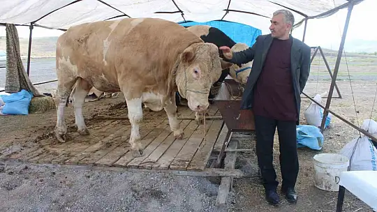 970 kiloluk Minik, pazarın ilgi odağı oldu