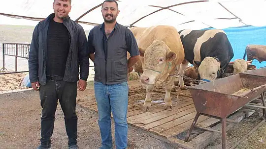 970 kiloluk Minik, pazarın ilgi odağı oldu