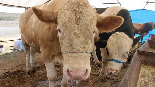 970 kiloluk Minik, pazarın ilgi odağı oldu