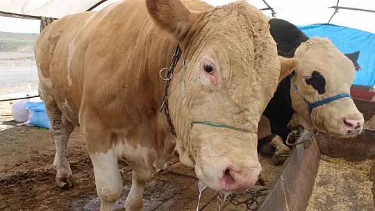 970 kiloluk Minik, pazarın ilgi odağı oldu