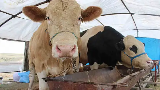 970 kiloluk Minik, pazarın ilgi odağı oldu