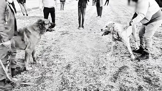 Açık alanda köpek dövüştüren şahıslara operasyon: 8 gözaltı