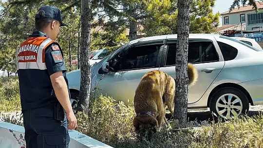 Açık alanda köpek dövüştüren şahıslara operasyon: 8 gözaltı