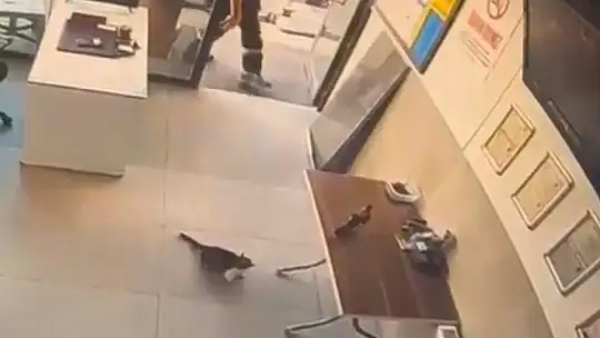 Akaryakıt istasyonunda kedinin saldırdığı kargayı görevli kurtardı