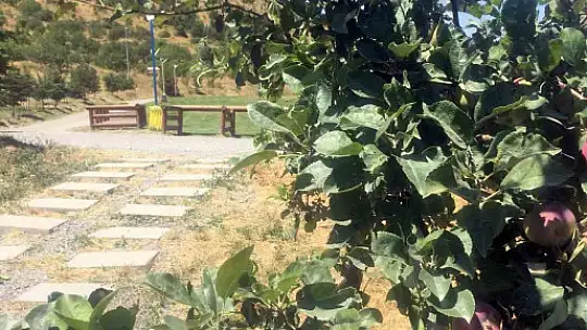 Ali Dağı'nda elma ağacı hem meyve verdi hem çiçeğe durdu