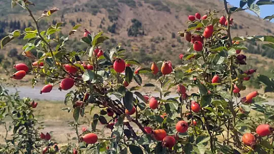 Ali Dağı sonbaharda rengârenk