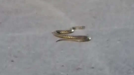 Araçta göründükten sonra kaybolan yılan araç sahibinin evinin önünde ortaya çıktı