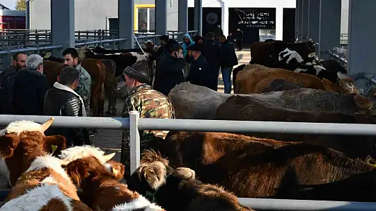 Başkan Bağlamış: 'Kayseri'yi hayvancılıkta merkez haline getirmek için çalışıyoruz'
