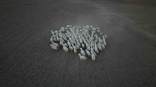 Başkan Büyükkılıç'ın projesi ile kırsalda koyun sayısı arttı, meralar canlandı