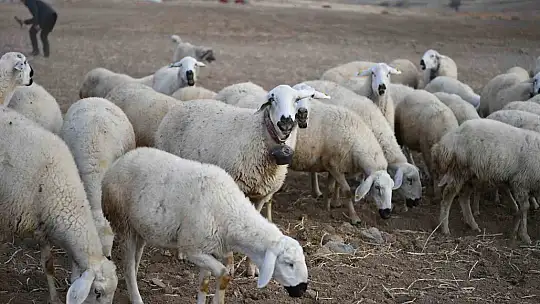 Başkan Büyükkılıç'ın projesi ile kırsalda koyun sayısı arttı, meralar canlandı