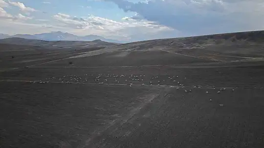 Başkan Büyükkılıç'ın projesi ile kırsalda koyun sayısı arttı, meralar canlandı