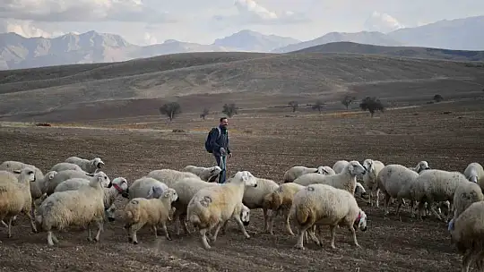 Başkan Büyükkılıç'ın projesi ile kırsalda koyun sayısı arttı, meralar canlandı