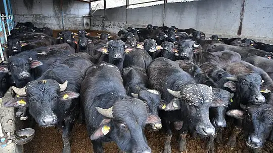 Başkan Büyükkılıç'tan üreticilere 100 manda