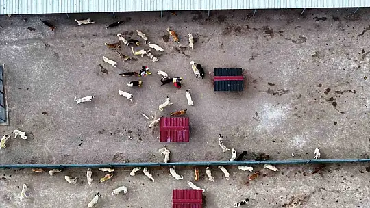 Başkan Çolakbayrakdar: 'Kayseri'miz, model olacak modern hayvan bakımevi ile öncü bir şehir oluyor'