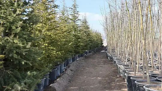 Başkan Çolakbayrakdar: 'Şehrin yeşil geleceğini Kocasinan'da inşa ediyoruz'