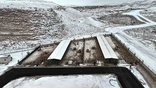 Başkan Çolakbayrakdar: 'Sevgiyle inşa ettik, sokak hayvanları için sıcak bir yuva kurduk'