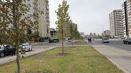 Başkan Çolakbayrakdar: 'Türkiye'de ağaç dikmede rekor kırdık, şimdi yeni bir rekor için çalışıyoruz'