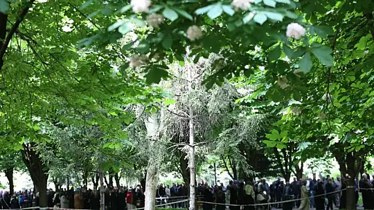 Başkan Çolakbayrakdar'dan organik domates fidesi dağıtımına davet