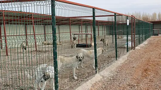 Başkan Metin'den sokak hayvanları için örnek hizmet