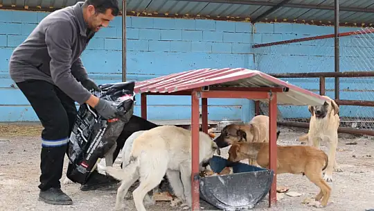 Başkan Metin'den sokak hayvanları için örnek hizmet