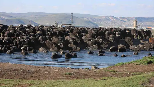 Belgesel tadında manda yolculuğu