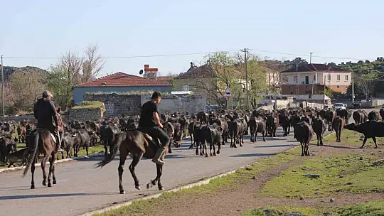 Belgesel tadında manda yolculuğu