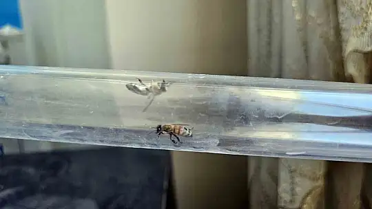 Bu düzenek görenleri şaşırtıyor Vızır vızır çalışan arılar 15. kata bal götürüyor