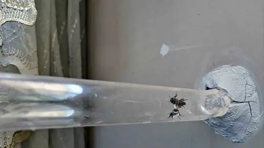 Bu düzenek görenleri şaşırtıyor Vızır vızır çalışan arılar 15. kata bal götürüyor