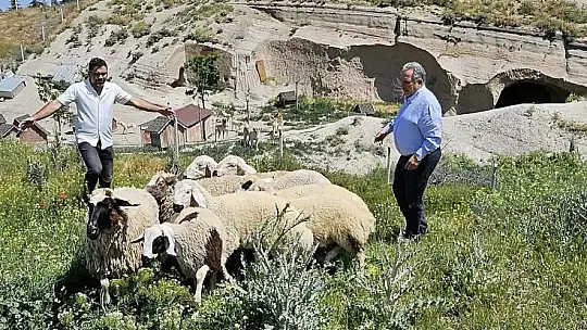 Bulunan küçükbaş hayvanlar Talas Belediyesi'nde koruma altına alındı