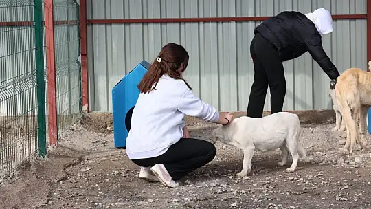 Bünyan'da öğrencilerden sokak hayvanları için anlamlı etkinlik