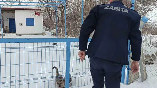 Bünyan'da sokak hayvanlarına mama desteği